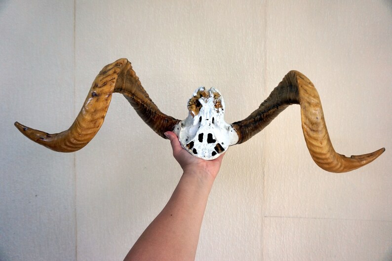 ram horns Large Real ram horns On medallion