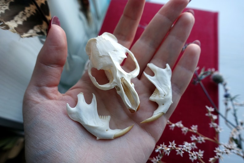 bone skull Muskrat skull taxidermy skull