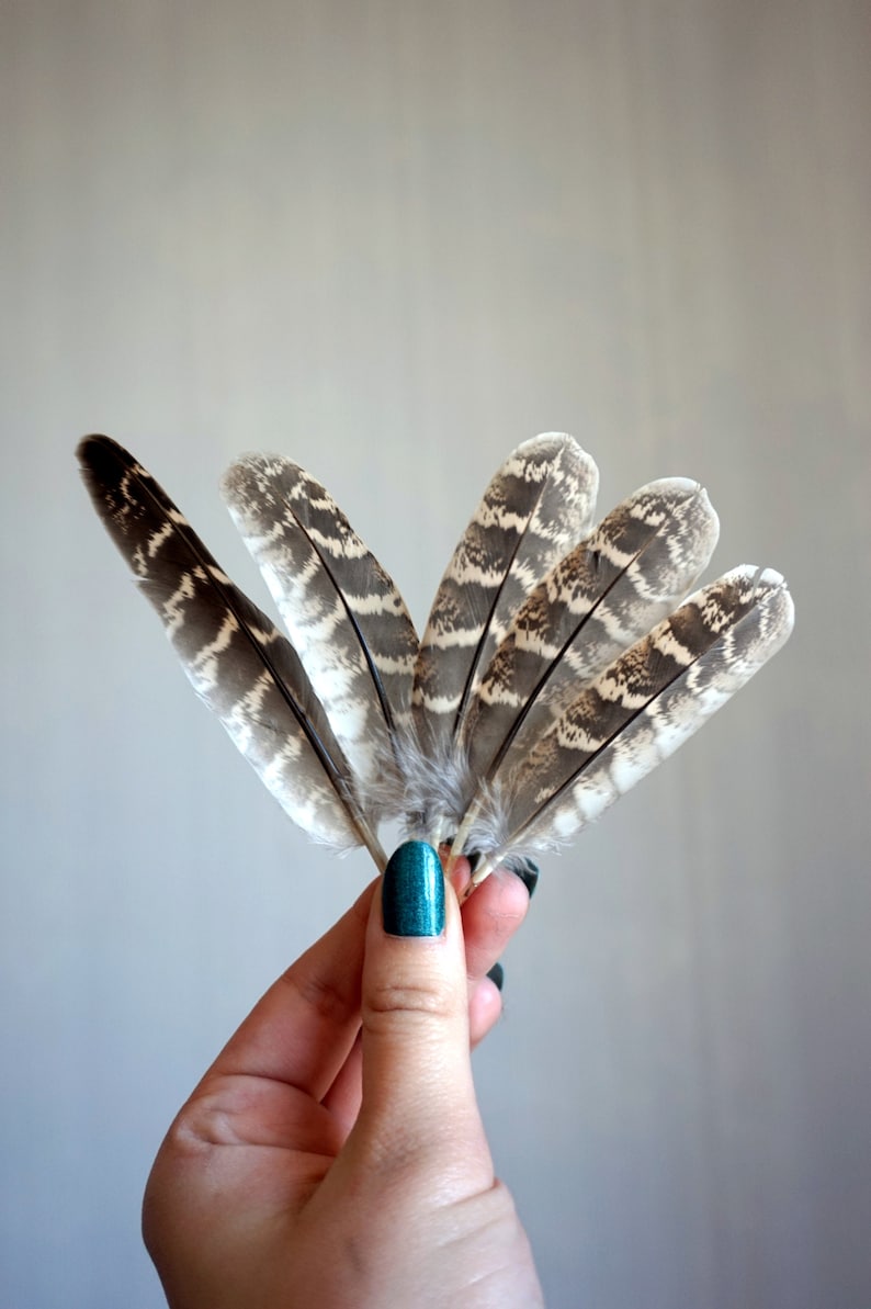 5 20 pcs quality Quail Feathers
