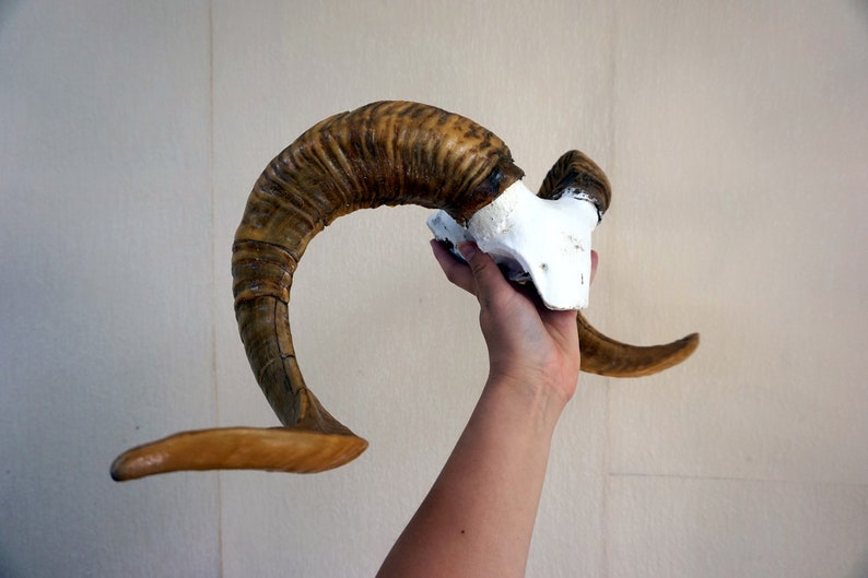 ram horns Large Real ram horns On medallion