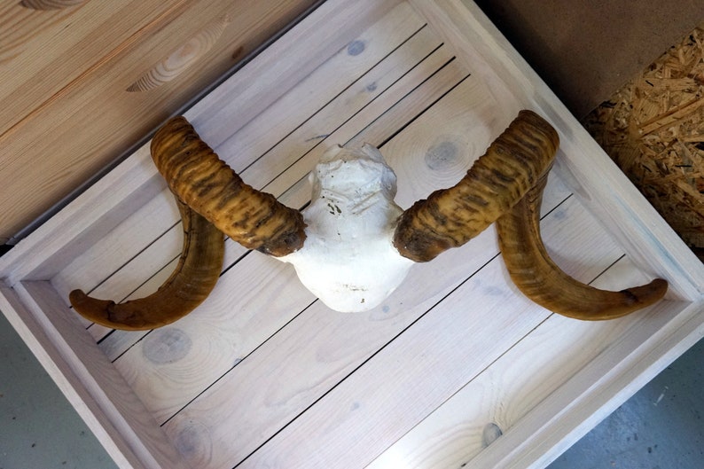 ram horns Large Real ram horns On medallion
