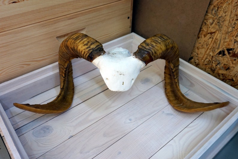 ram horns Large Real ram horns On medallion