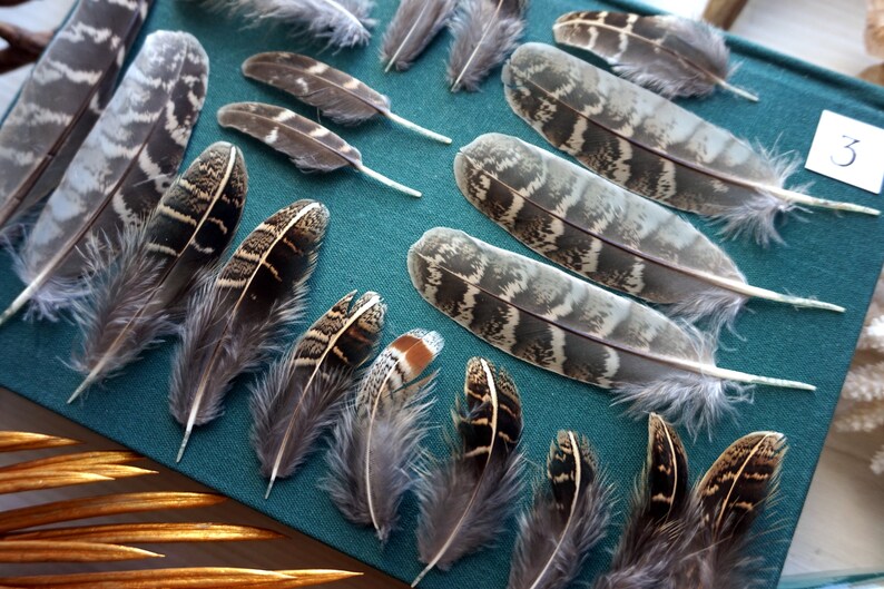 5 20 pcs quality Quail Feathers