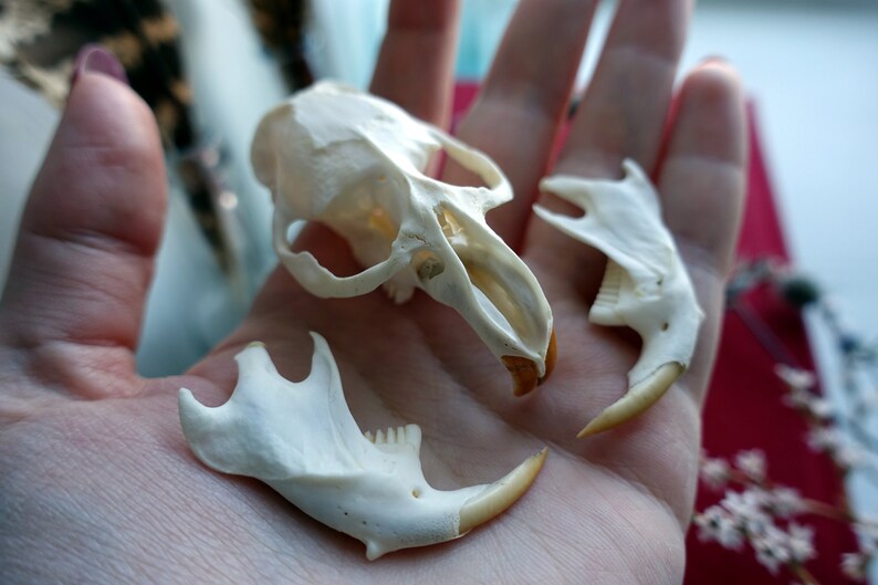 bone skull Muskrat skull taxidermy skull