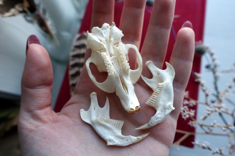 bone skull Muskrat skull taxidermy skull