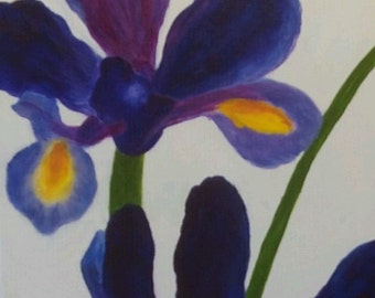 Purple Iris