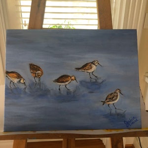 Sandpipers Feeding image 2