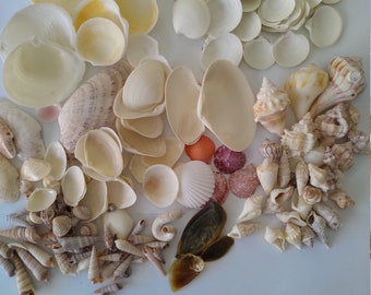 PHILIPPINE MIX OF TINY SEA SHELLS 1//3 Cup 300 5//8/" /& Under