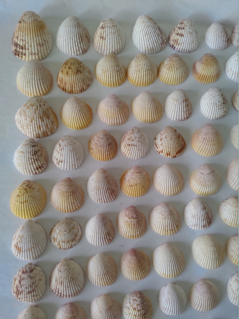 70 Cockle Shells craft shells seashell flowers DIY bulk Etsy