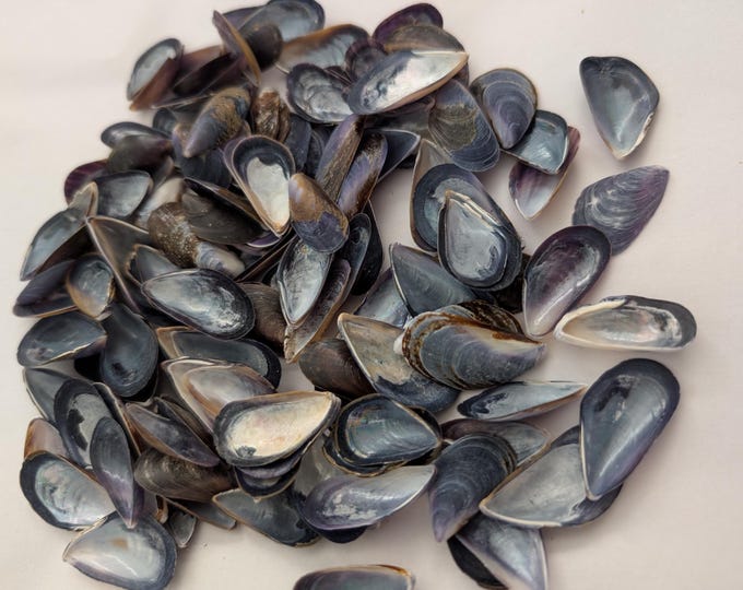 Blue Mussel Shells 90 + Pcs Craft Bulk Shells Sailors Valentine Shell ...