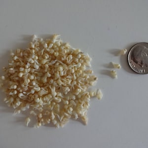 May include: A pile of small, white, dried flower buds. The buds are about the size of a dime.