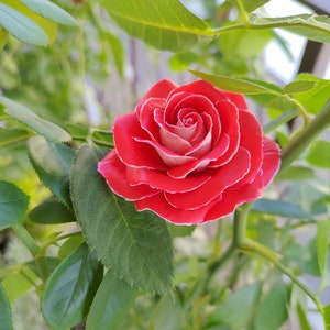 Polymer clay red rose flower, rose decor, made to order, wedding favors, party favors, coastal wedding, bridesmaid gifts