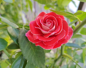 Polymer clay red rose flower, rose decor, made to order, wedding favors, party favors, coastal wedding, bridesmaid gifts