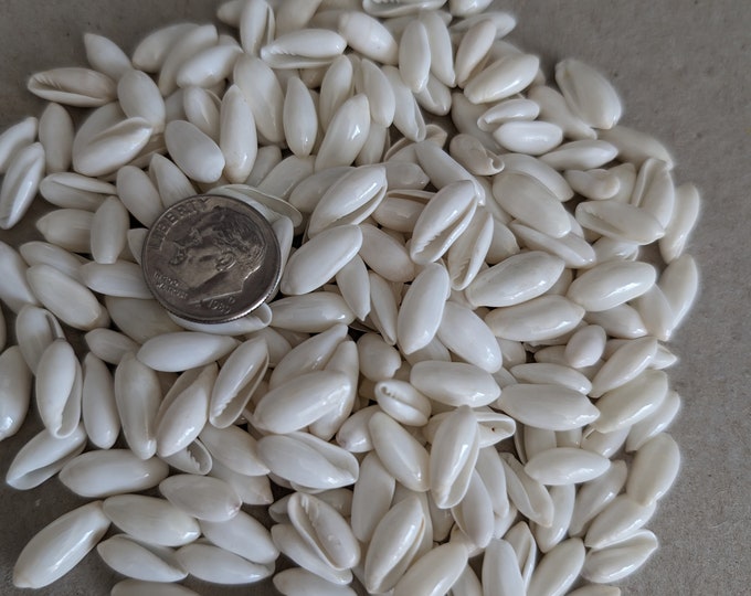 Rice Shells (100), Sea Shells, Marginella Shells, Craft Shells Supplies ...