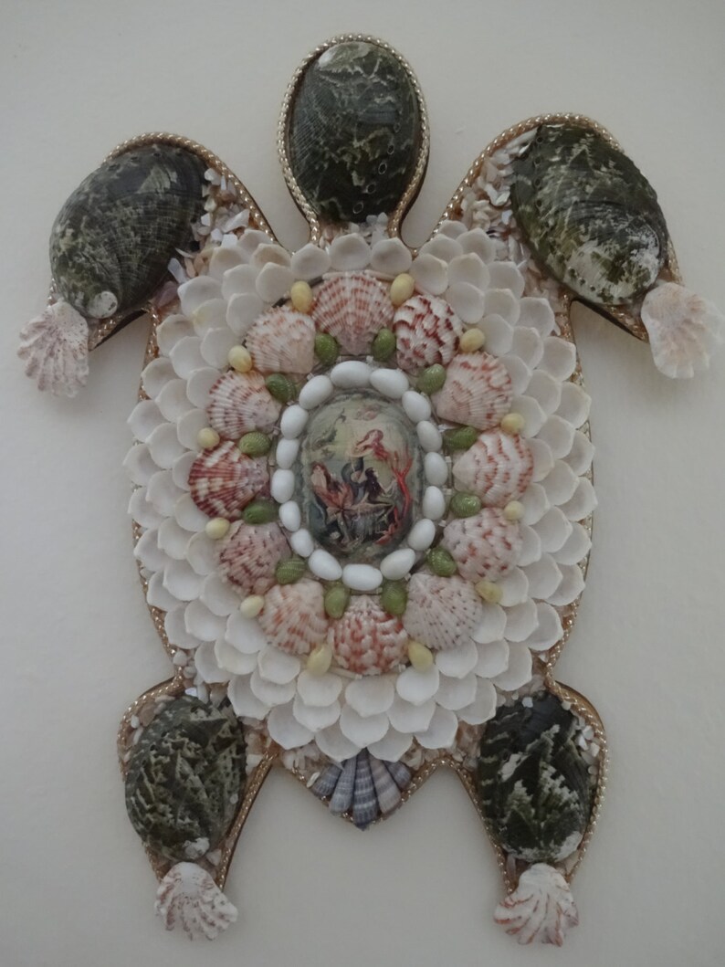 Tortuga concha tortuga concha pata de gatito abulón image 1