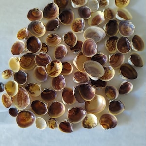 May include: A collection of approximately 50 small, brown and white seashells. The shells are all different shapes and sizes, but they are all similar in color.