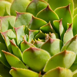 Hens & Chicks, Succulent, Instant Download