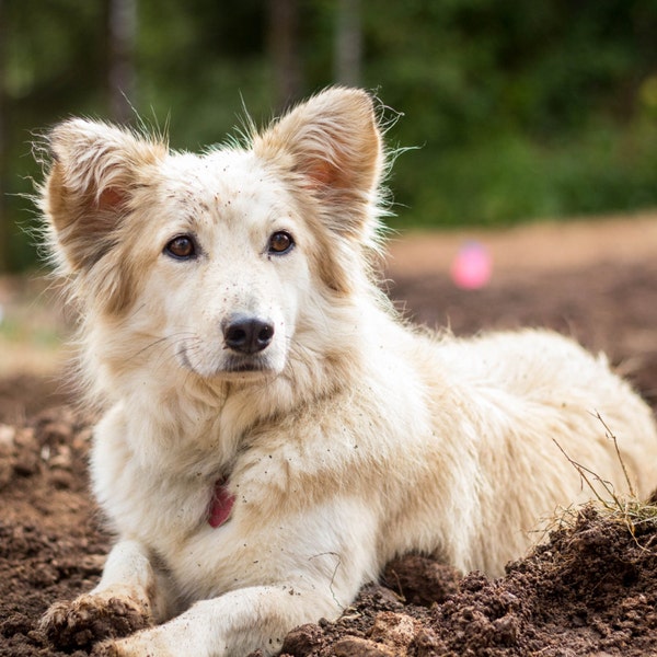 Dirty Dog, Mixed Breed, Pet Photography, Instant Download