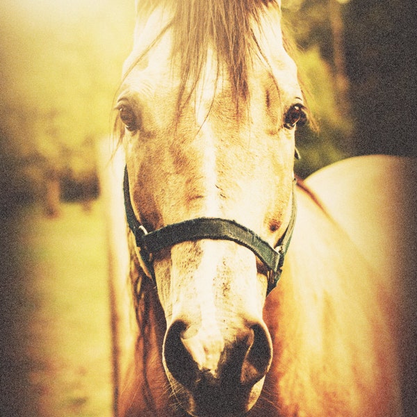 Sunlight Horse, Instant Download, Animal Photography