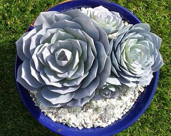 Succulent ECHEVERIA LOLA 3d model. STL Files for 3D Resin Printing. Instant Digital download. 5 files