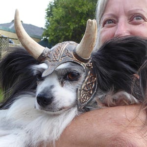 Puede incluir: Un perro peque&ntilde;o, blanco y negro, con un casco vikingo marr&oacute;n y plateado con cuernos. El perro est&aacute; siendo sostenido por una persona, y la cabeza del perro est&aacute; descansando sobre el brazo de la persona.