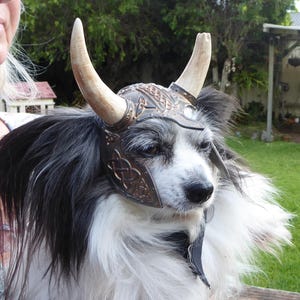 Puede incluir: Un perro peque&ntilde;o, blanco y negro, con un casco vikingo de cuero marr&oacute;n con cuernos.