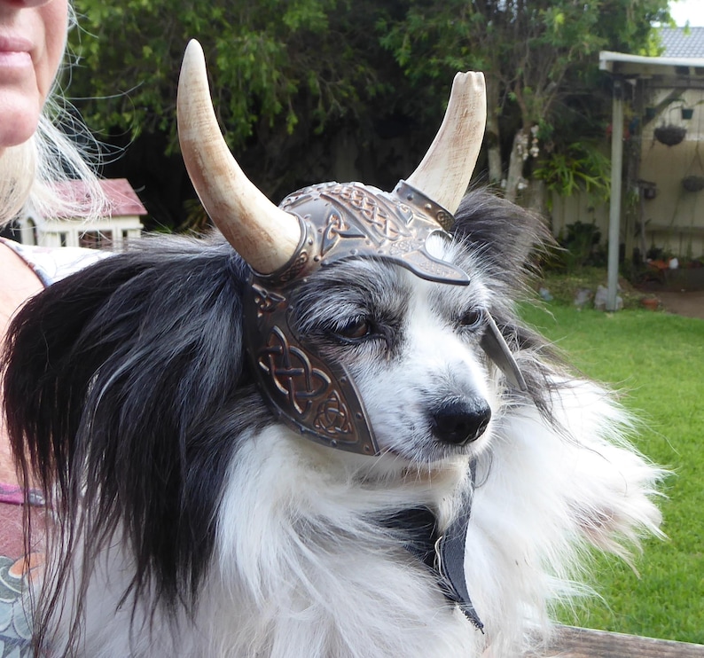 Puede incluir: Un perro peque&ntilde;o, blanco y negro, con un casco vikingo de cuero marr&oacute;n con cuernos.