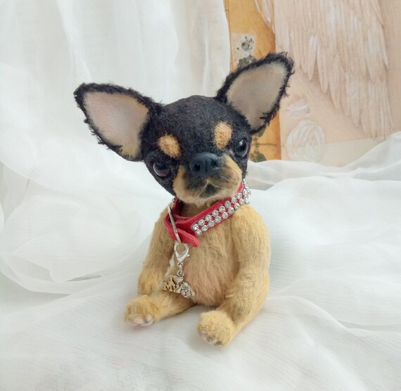 chihuahua teddy