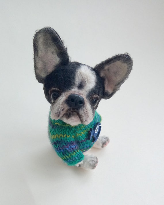 teddy the french bulldog