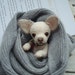 see more listings in the teddy dog section