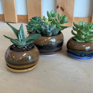 May include: Three small succulent plants in round, glazed ceramic pots with matching saucers. The pots are brown with a glossy finish, and the plants have green leaves. One saucer is yellow, one is blue, and one is brown.