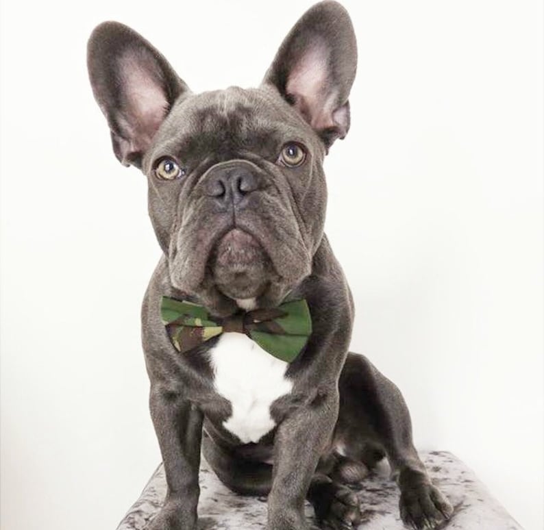 purple bow tie doggy bow tie puppy bow tie pet bow tie dog clothing detachable bow tie dog bow tie star print dog bow tie