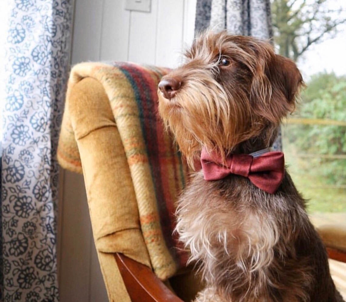 burgundy bow tie for dogs