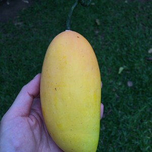 3 pcs Artificial Mangoes Faux Fake Fruit for Display zdjęcie 5
