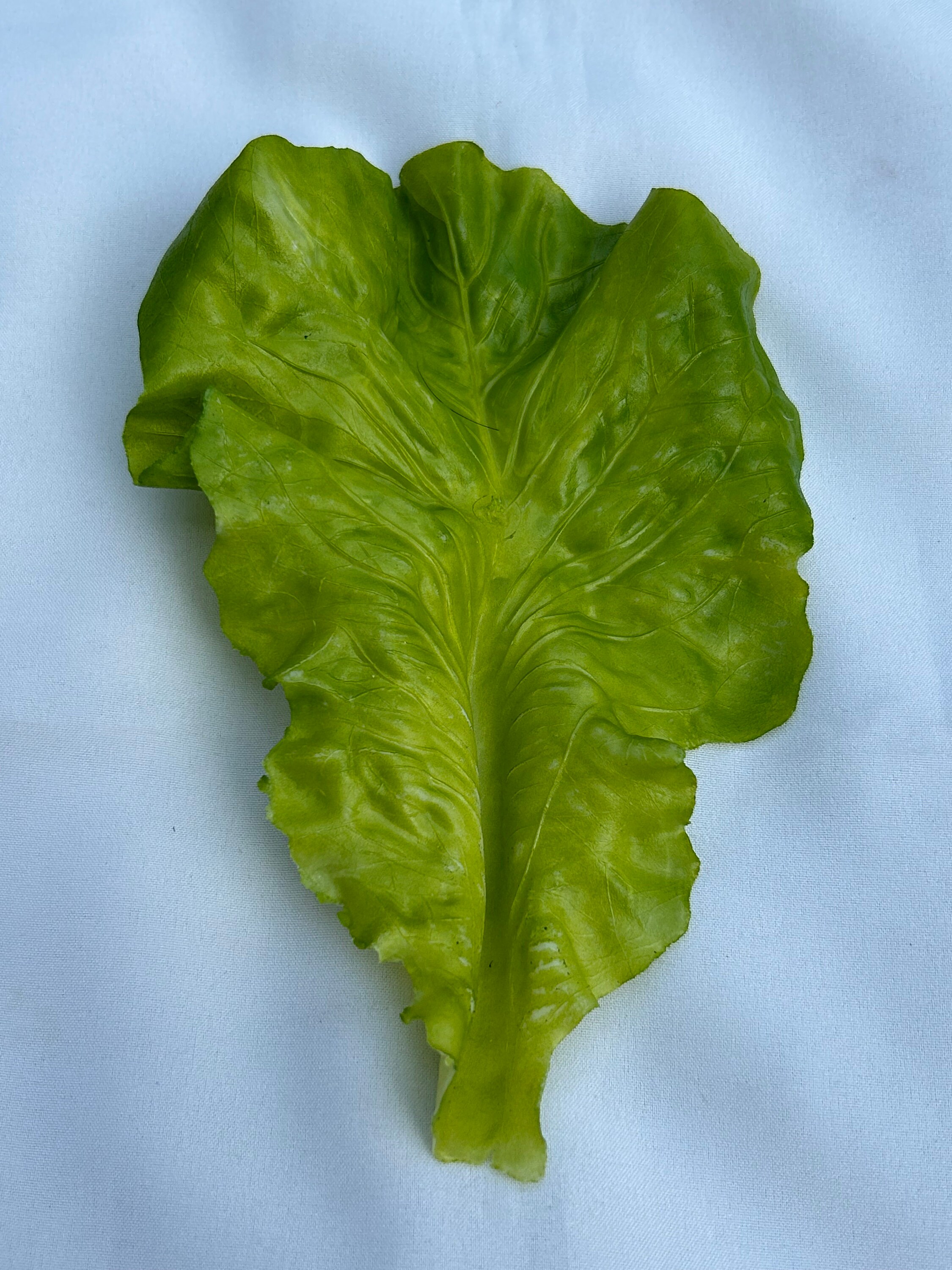 Pack of 6 Artificial Lettuce Leaves Fake Vegetable for Display Etsy