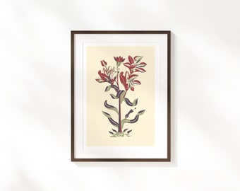 vintage Botanique Floral Fine Art Print | Affiche de fleurs rétro | Illustration classique |