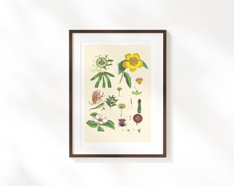 Impression d’art botanique de fleur jaune | Affiche florale rétro | illustration de la flore vintage |