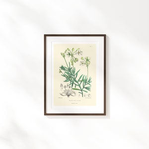 Fleurs botaniques Fine Art Print Affiche florale rétro illustration de la flore vintage image 1