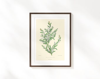 Illustration botanique classique Fine Art Print | Affiche florale rétro | Illustration de feuilles classiques | Plante vintage Poster