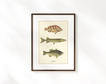 vintage Poisson 'Poisson' Fine Art Print | Affiche de pêche rétro | Illustration de poisson | Art mural des cavernes de l’homme