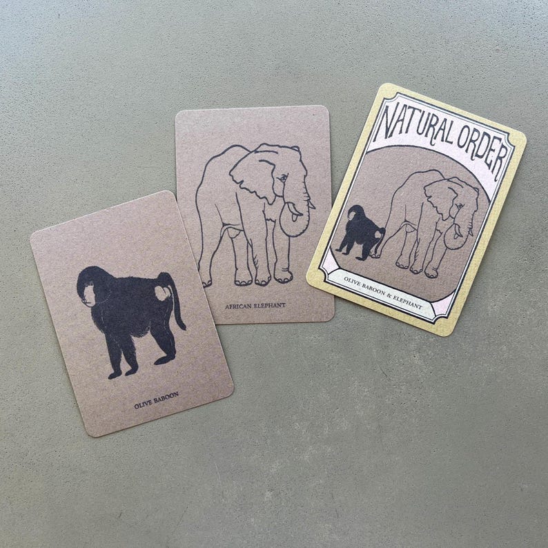 Symbiotic Relationship Card Game: Natural Order Memory Game, Ecology Learning image 9
