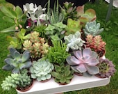Selection of 10 Mixed Succulent Plants in 5.5cm Pots. Indoor Houseplant Echeveria Crassula Aloe Sedum Wedding Favours Terrarium