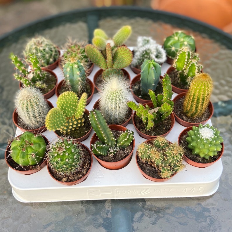 Set of 3 Mixed Cactus Plants in 5.5cm Pots. Indoor Houseplants Etsy
