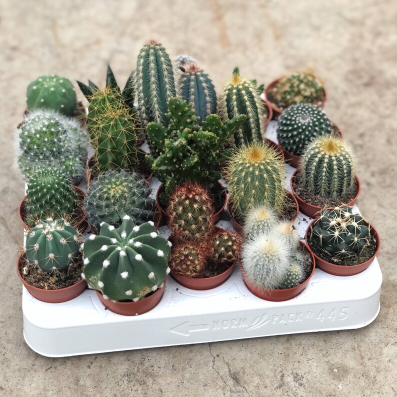 Set of 10 Mixed Cactus Plants in 5.5cm Pots Indoor/House Etsy