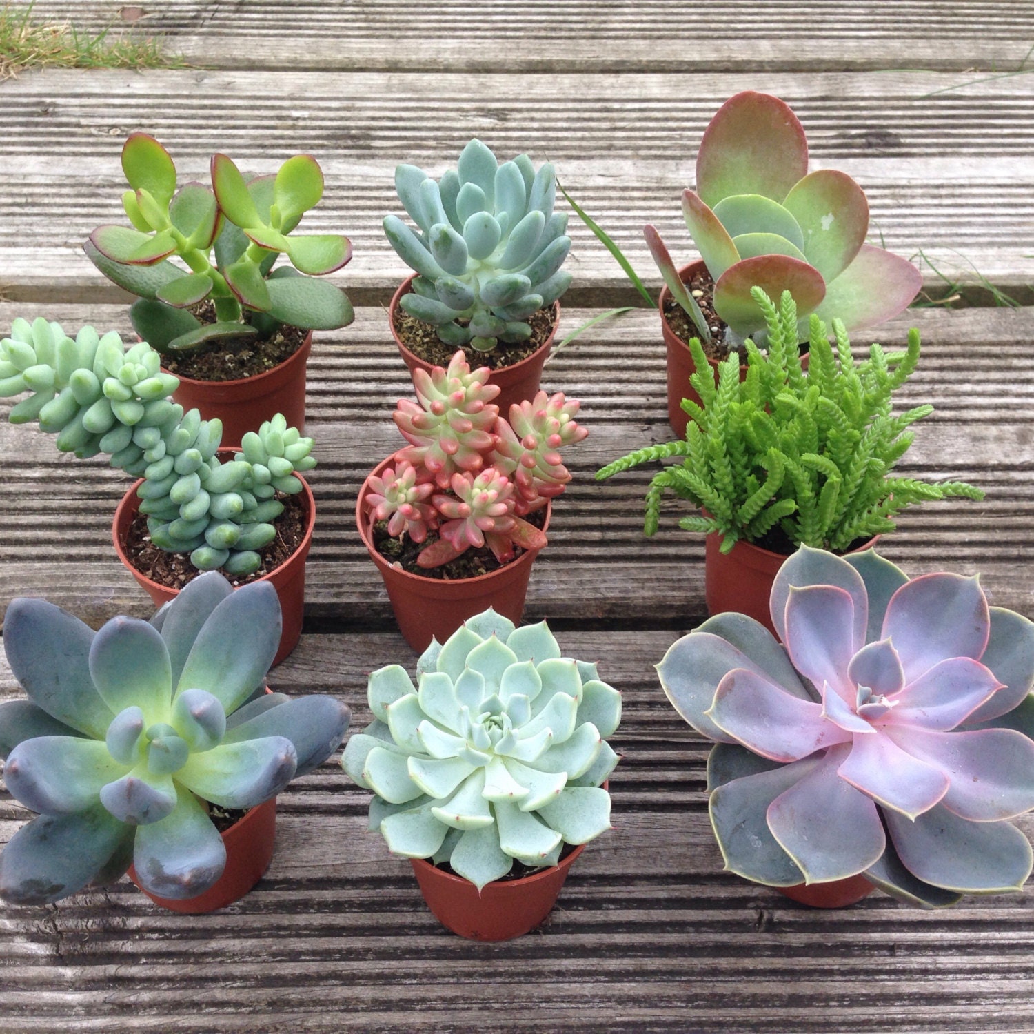 Set of 3 Mixed Succulent Plants in 5.5cm 2.5 Pots. Etsy