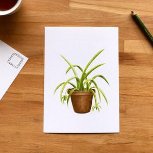 Plante araignée sur carte postale 5X7 pouces, illustration de style crayon de bois, pour correspondance ou afficher