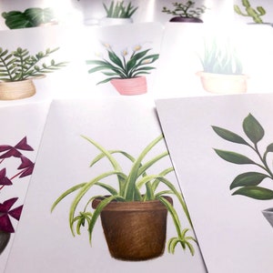 Illustration of Jade Plant on Postcard 5 X 7, Small Plant Poster Art ...