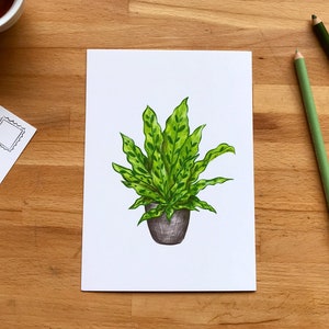 Illustration Calathea lancifolia sur carte postale 5 X 7, petite affiche de Plante Paon dessinée par Jaune Pop à Montréal