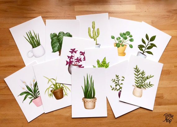 set of 5, 5x7 Premium Stock House Plants Postcards