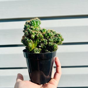 Monstrose Apple Cactus: Cereus Peruvianus in 4 Inch Pot
